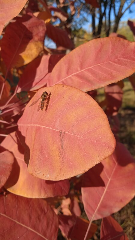 прекрасный октябрь - Елена Шаламова