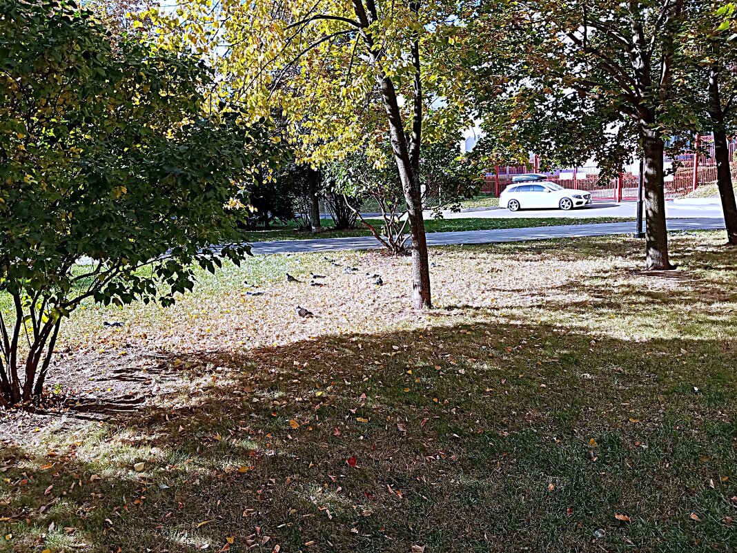 Осень в Москве. - Владимир Драгунский Осень в Москве. - Владимир Драгунский