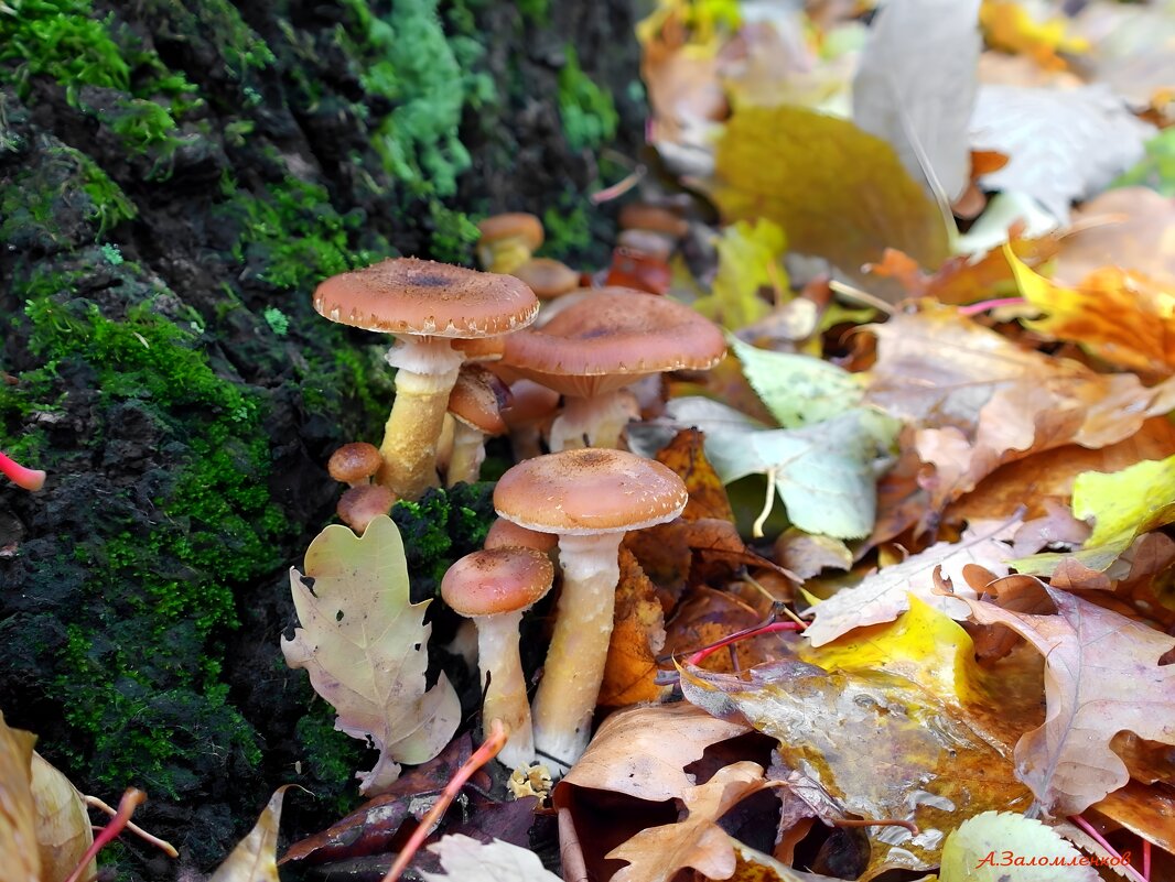 Про осенние грибные мотивы... - Андрей Заломленков Про осенние грибные мотивы... - Андрей Заломленков