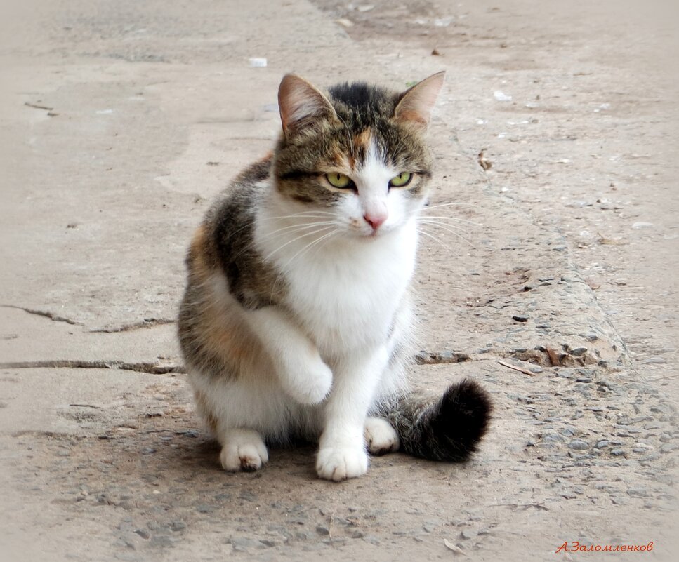 Что-то стало холодать, пора перебираться в зимние квартиры.. - Андрей Заломленков
