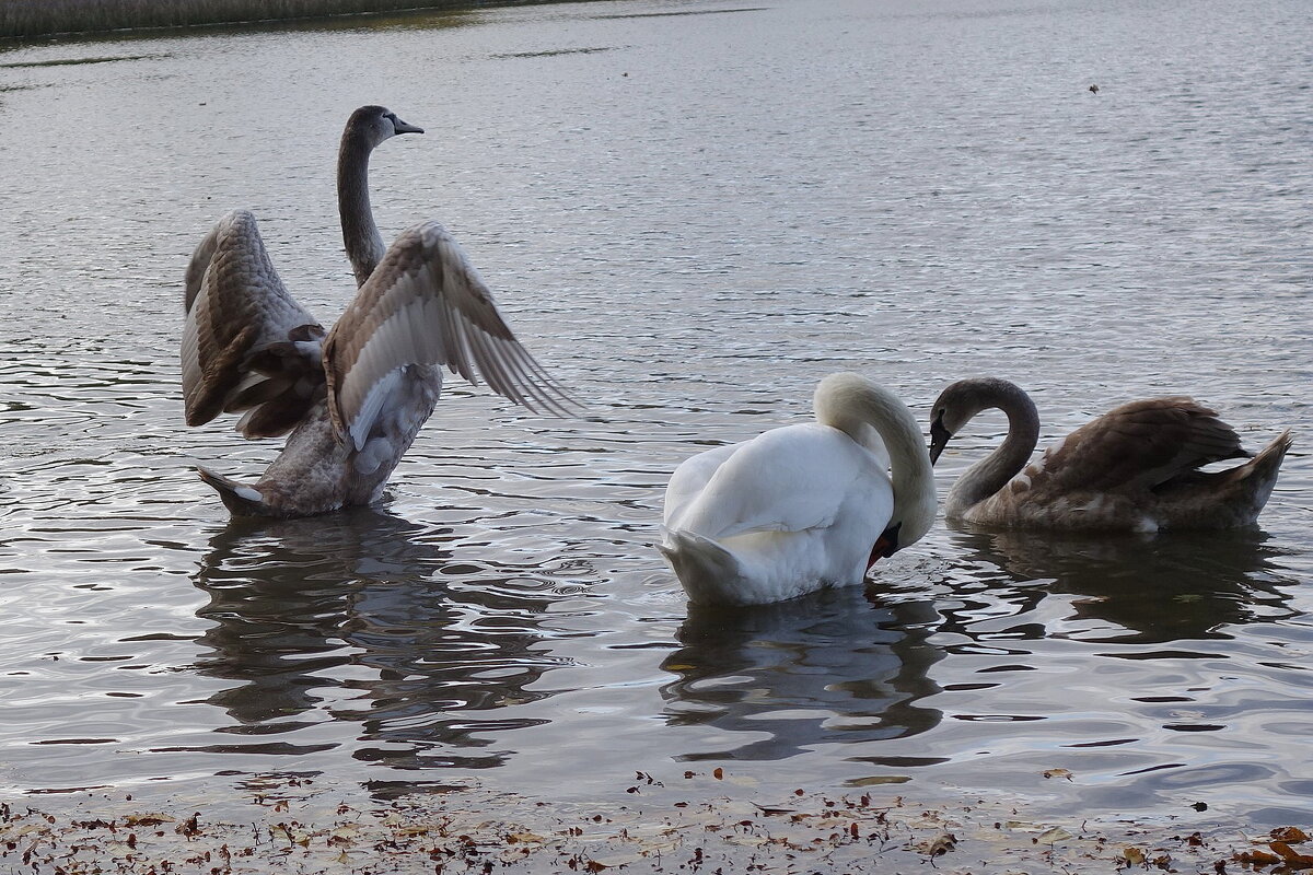 Лебеди на озере - Рита Симонова