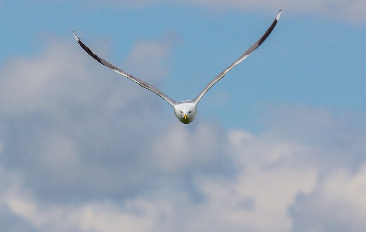 Атака. Чайка озерная. г. Миасс, поселок Селянкино. - Алексей Трухин