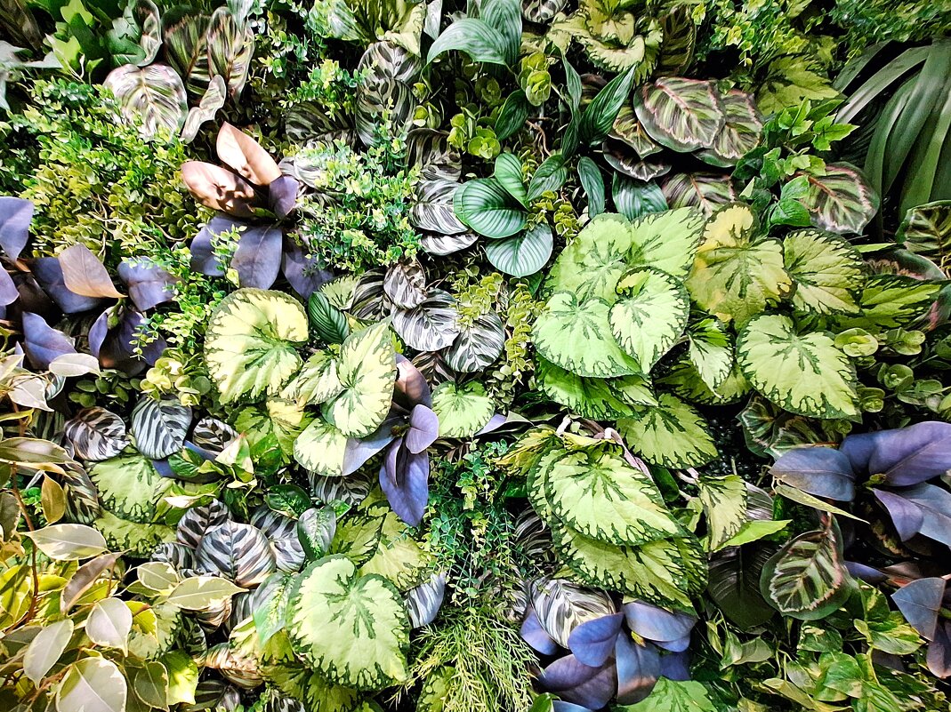 Природа - Наталья 