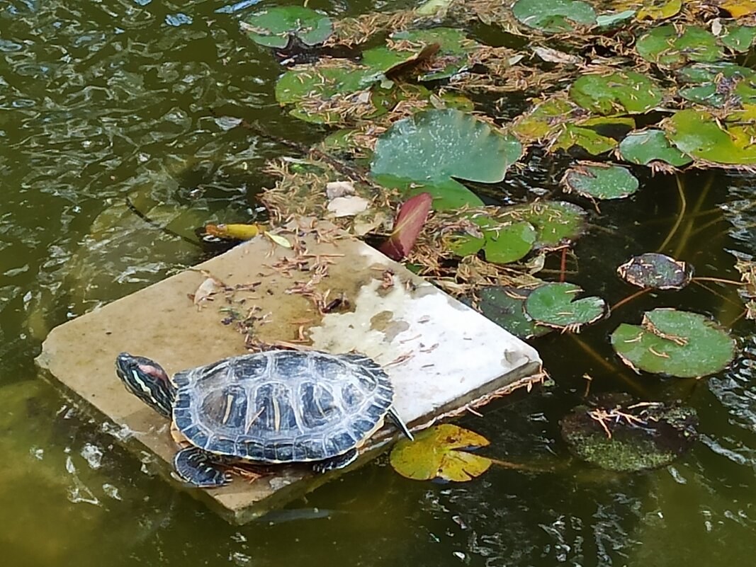 Затянулась бурой тиной Гладь старинного пруда... - Галина 