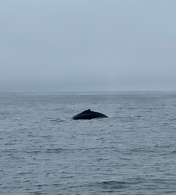 Кит в кадре - Аркадий Басович