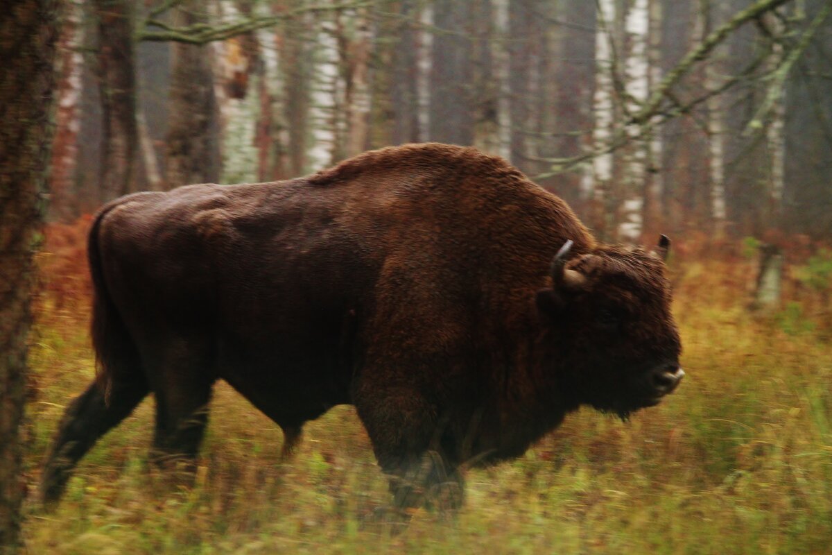 зубр - Сергей Лычагин