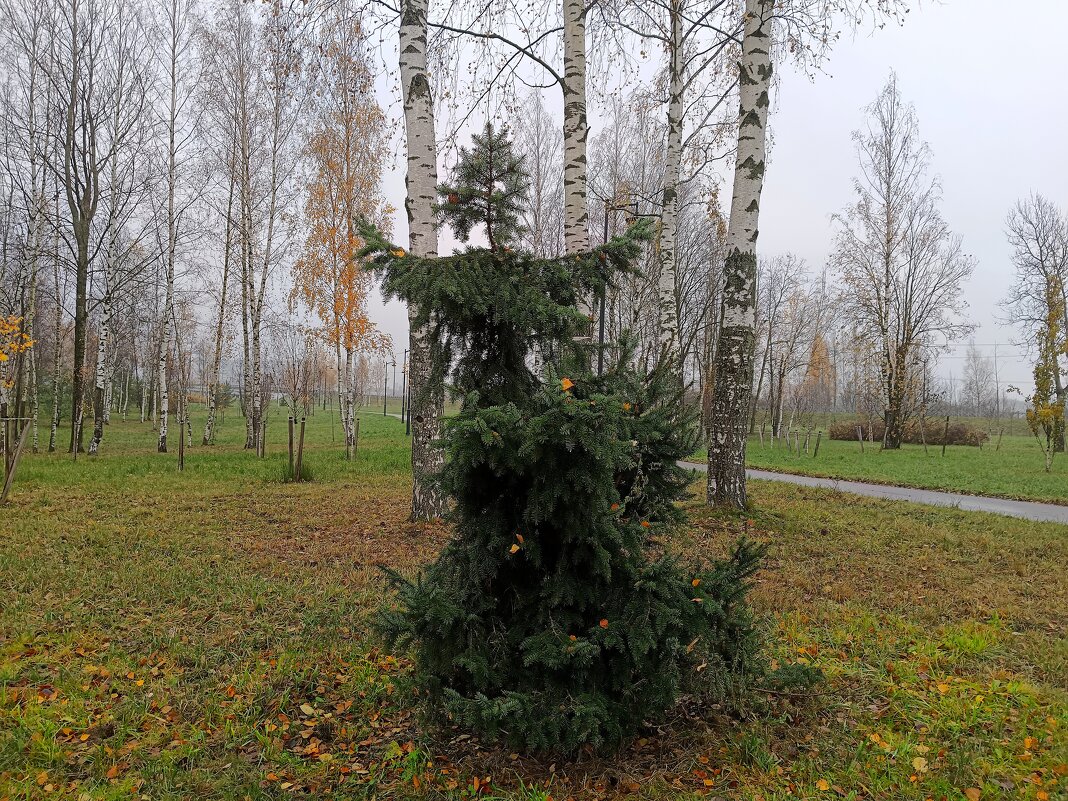 Ель плясунья. Сударыня-барыня... - Мария Васильева