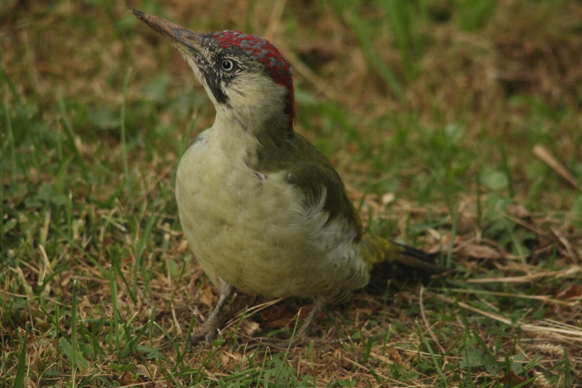 Седой дятел - Сергей Лычагин