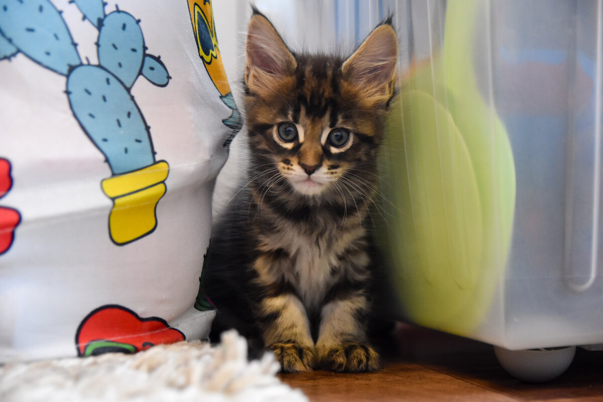 Мейн-кун - Владимир Звягин