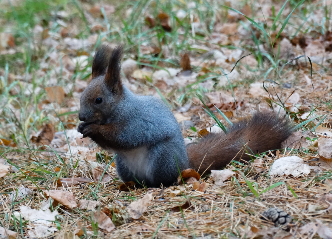 Лесная красавица - Владимир Звягин Лесная красавица - Владимир Звягин