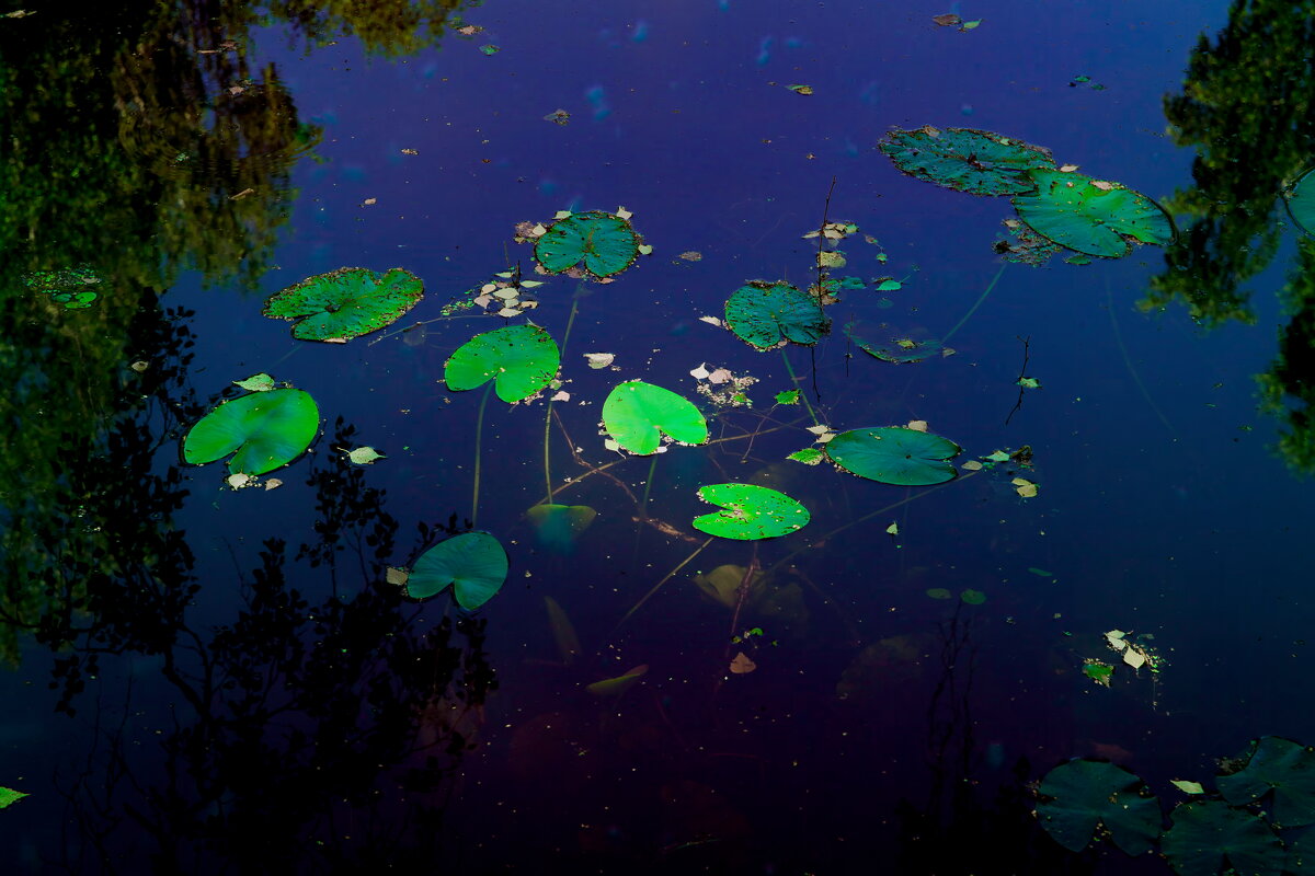 Фотография - Денис Безногов