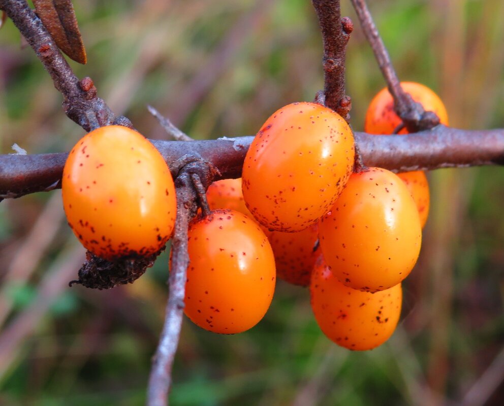 Ягоды облепихи - Андрей Снегерёв