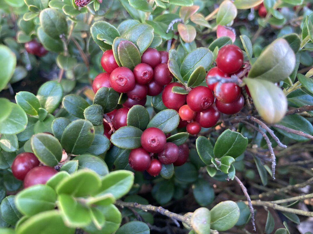 Брусника - Ольга Савельева 