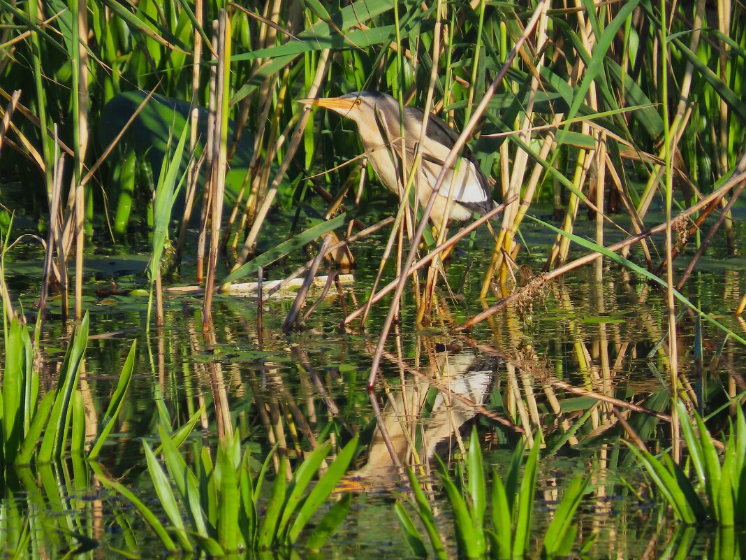 Волчок.Скрытная птица.Но... - Ольга Митрофанова Волчок.Скрытная птица.Но... - Ольга Митрофанова