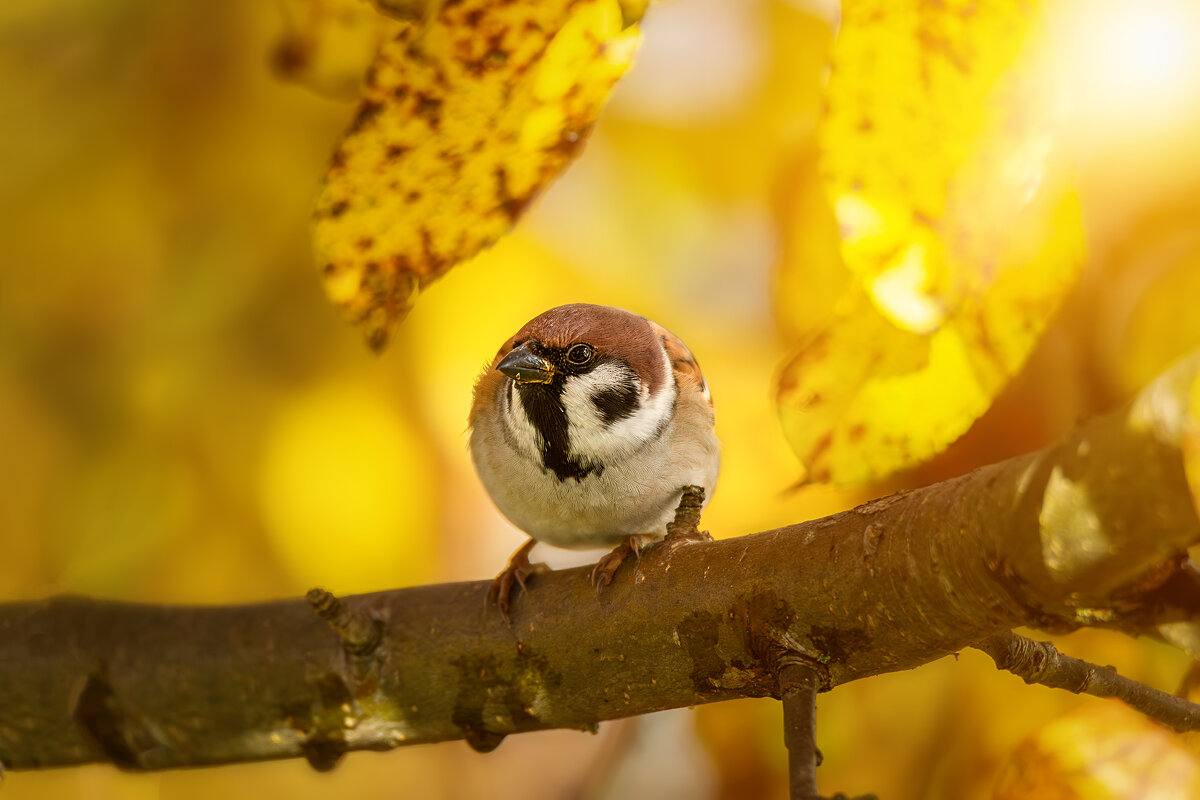 Воробей - Alex Bush