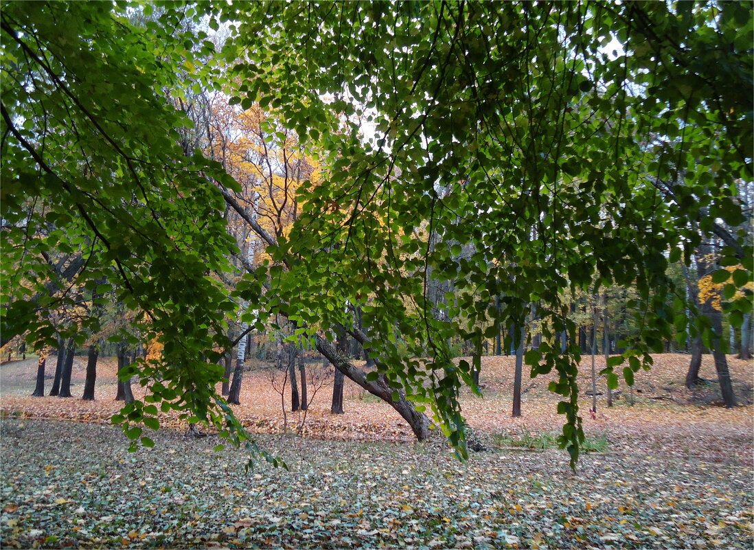 липовые речи - sv.kaschuk 