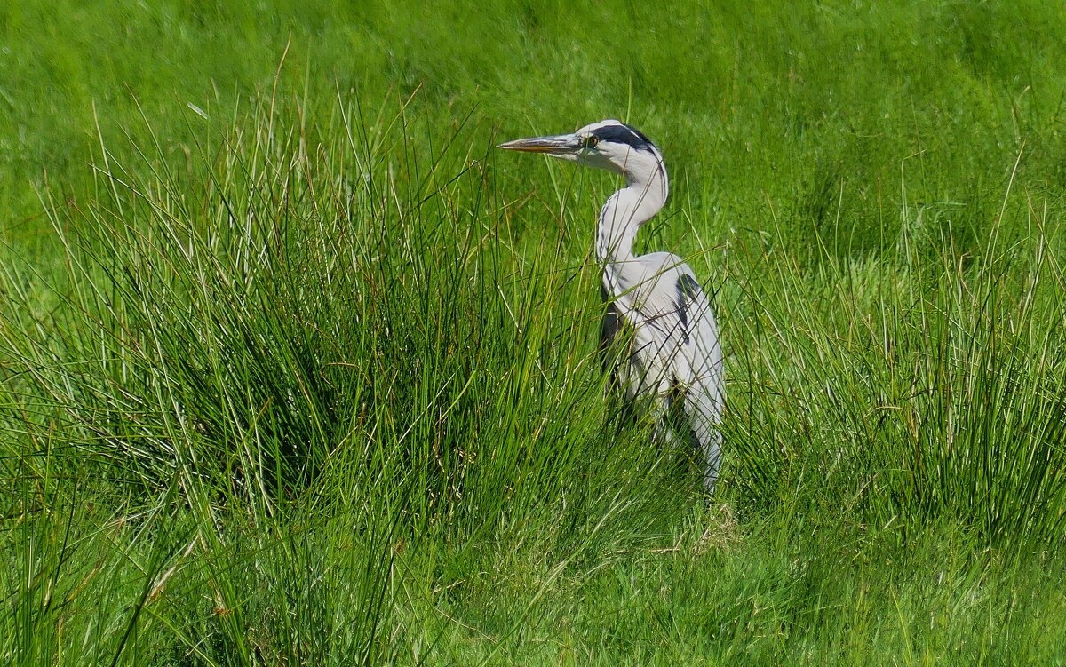 В засаде - Владимир Манкер