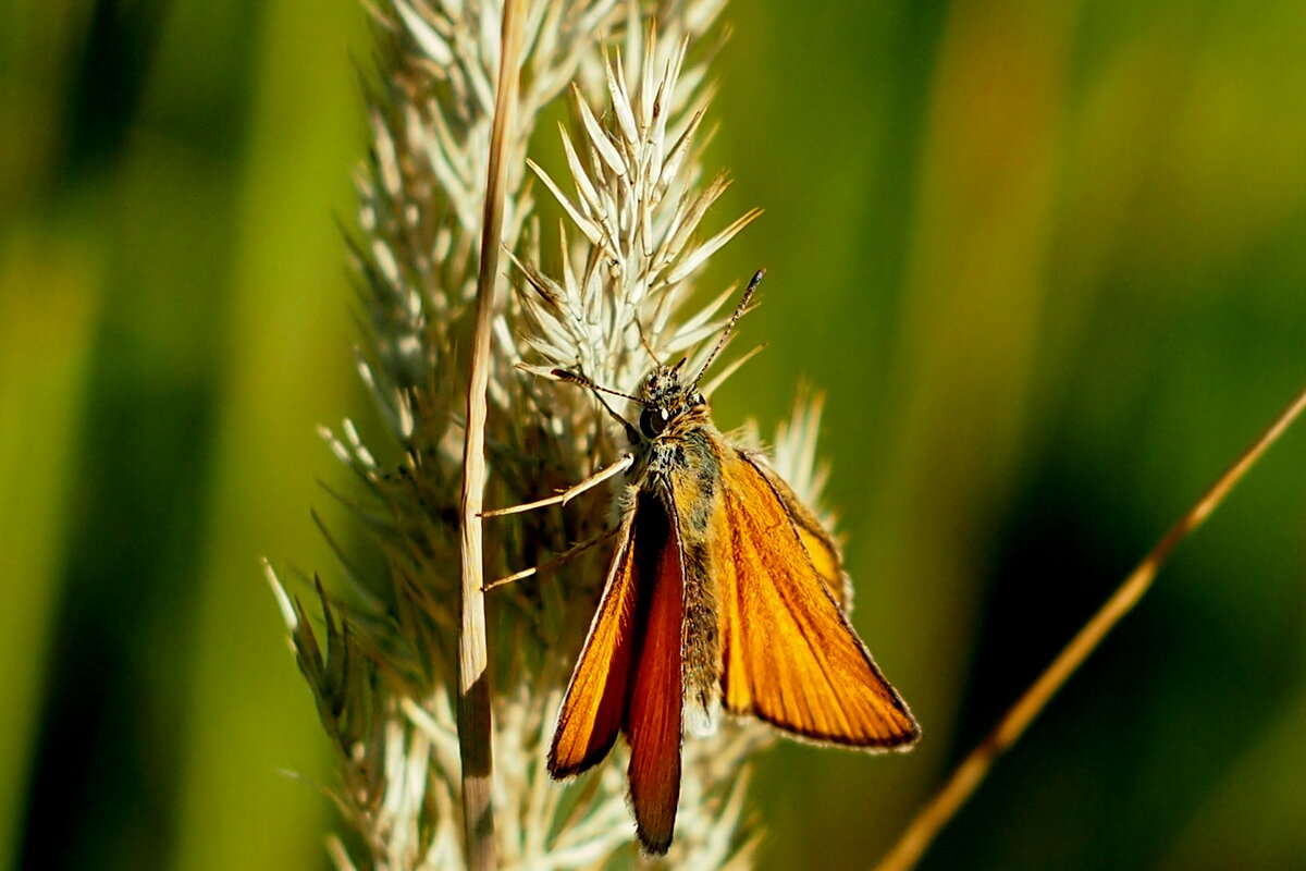 опять про бабочек...11 - Александр Прокудин опять про бабочек...11 - Александр Прокудин