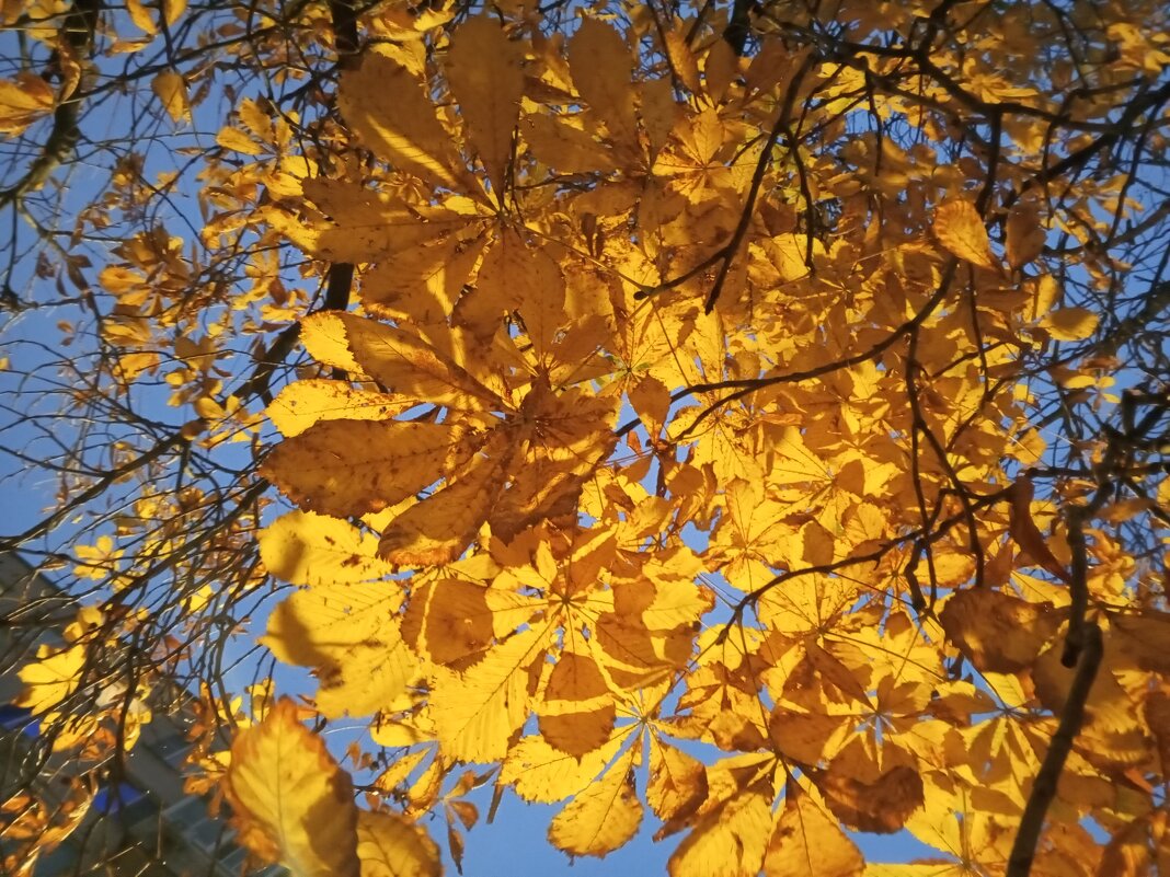 Каштан - Сапсан 