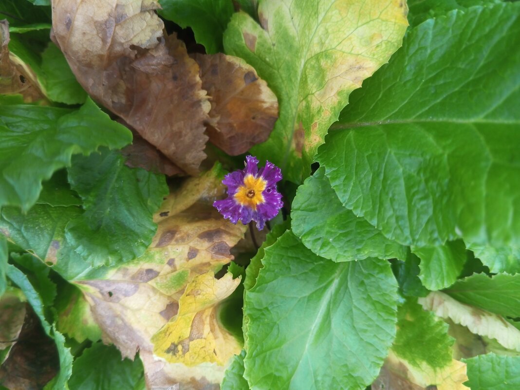 Примула - Сапсан 