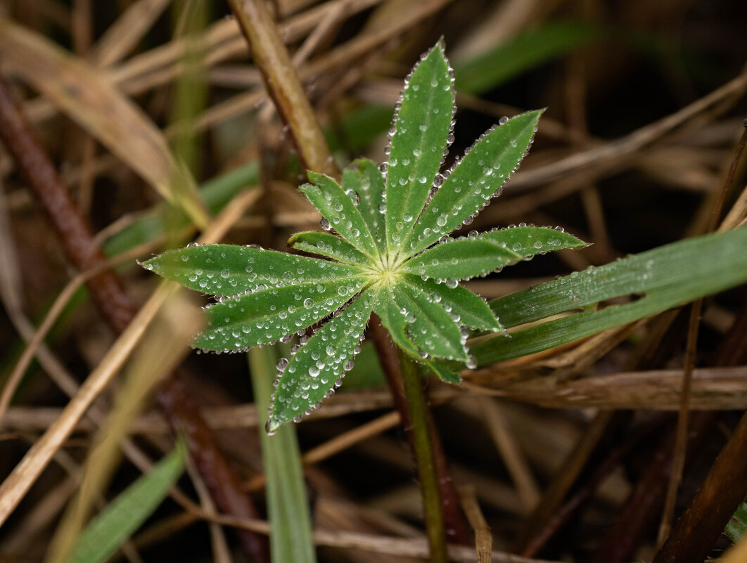 Легкие капельки воды - Олег Фролов Легкие капельки воды - Олег Фролов