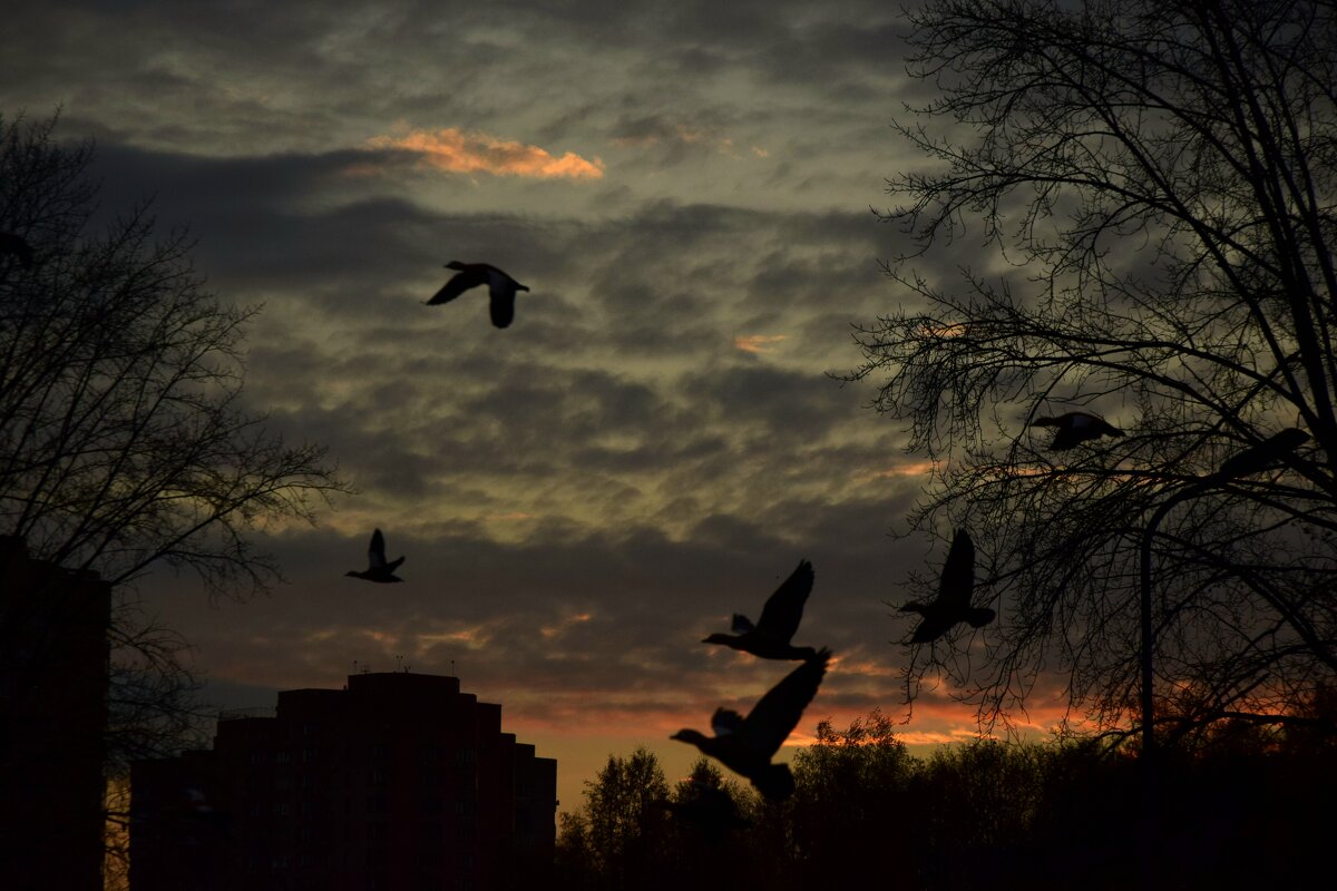 Птицы в небе - Мария Яковлева