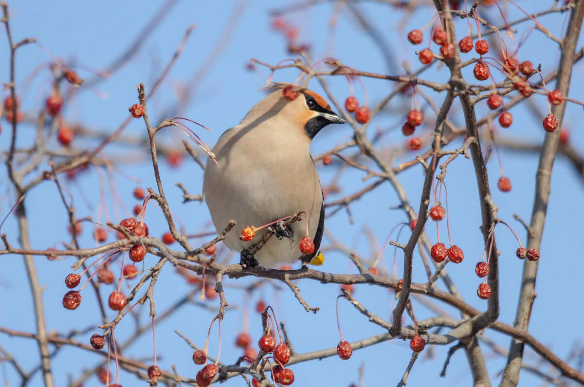 Свиристель - Виктор Иванович Чернюк
