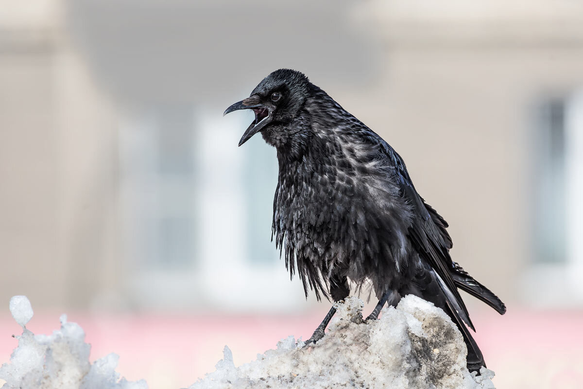 Ворона - SanSan 