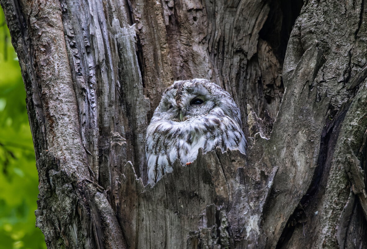 серая неясыть.молодая. - юрий макаров