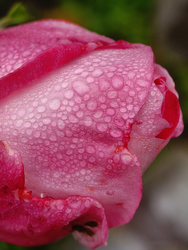 Роза утренней порой Жемчуг собирает. - Валерий Ткаченко