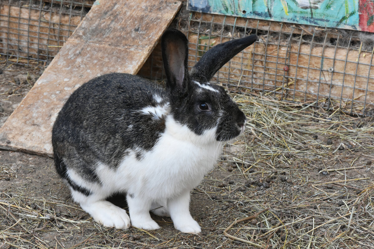 Московская область. Серпухов. Ферма «Русский страус». - Наташа *****