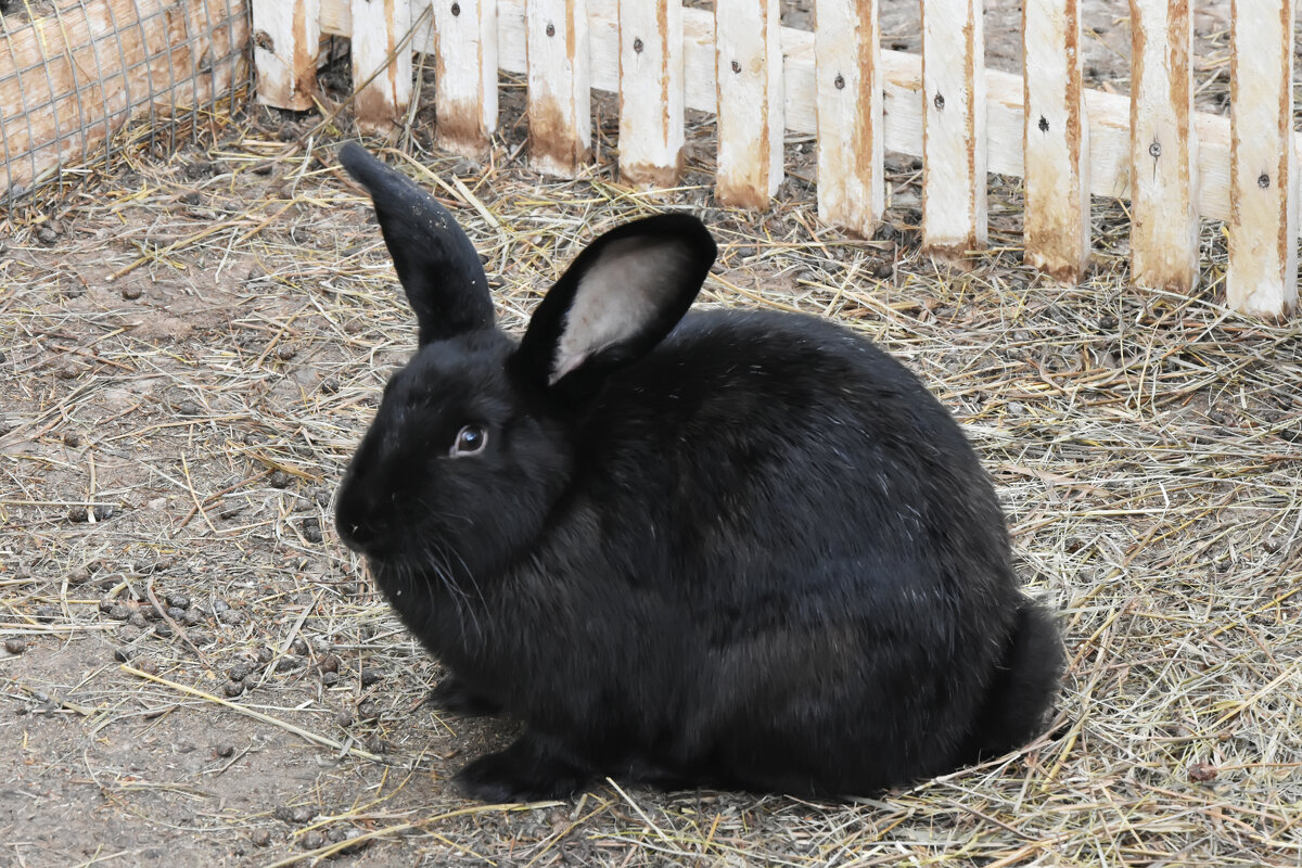 Московская область. Серпухов. Ферма «Русский страус». - Наташа *****