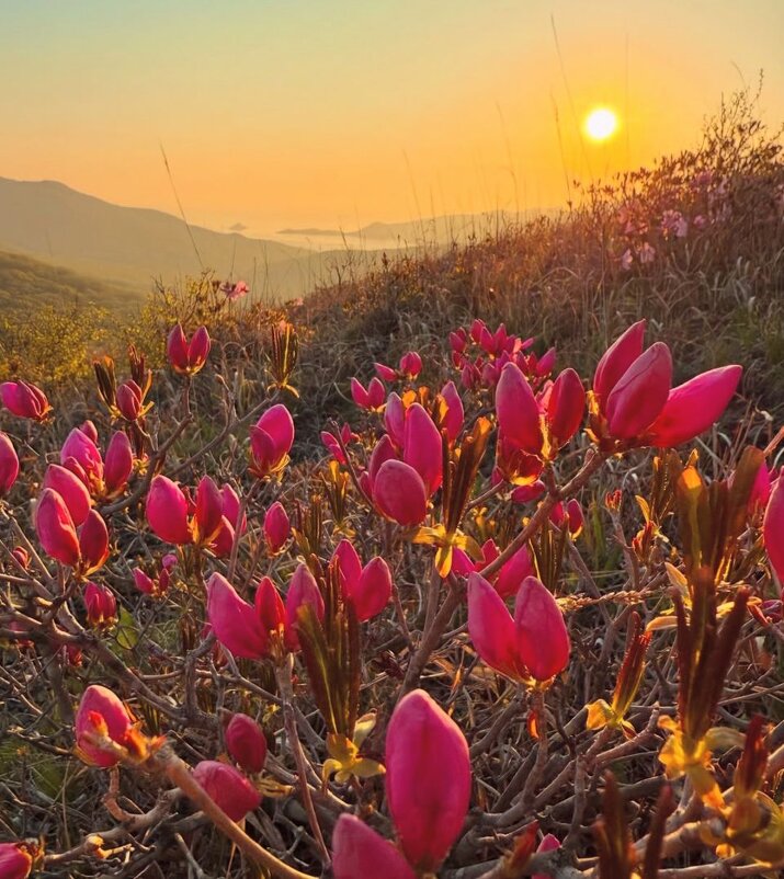 Природа Владивостока - Елена Семигина