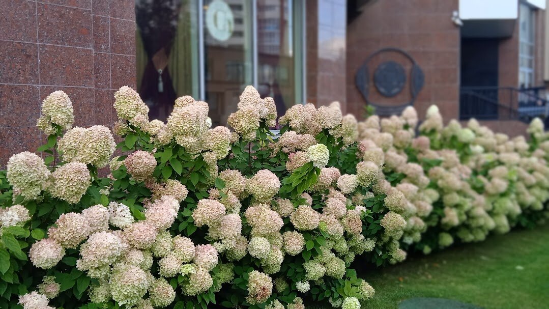 прекрасная гортензия - Елена Шаламова