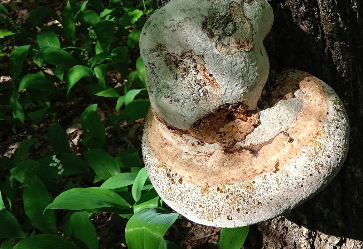 про май - Елена Шаламова