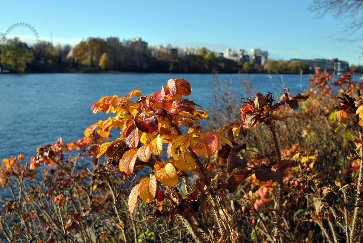 Яркий ноябрь - AleksSPb Лесниченко