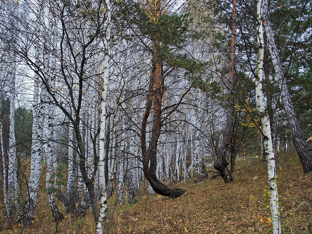 Среди берез - MILAV V