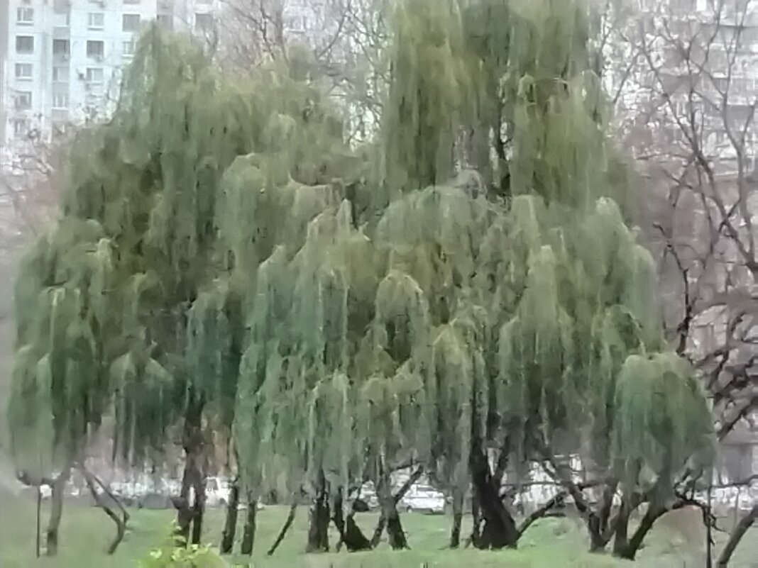 Ивушки - Дмитрий Никитин Ивушки - Дмитрий Никитин