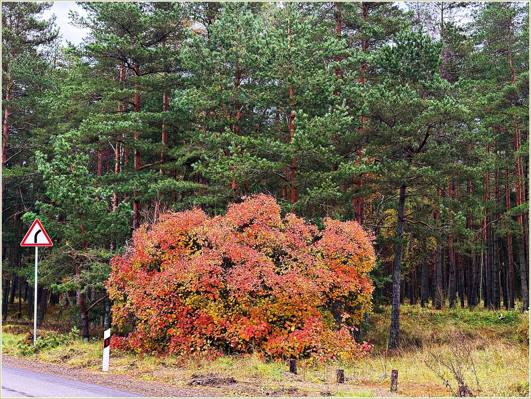 Осень на Куршской косе. - Валерия Комова Осень на Куршской косе. - Валерия Комова