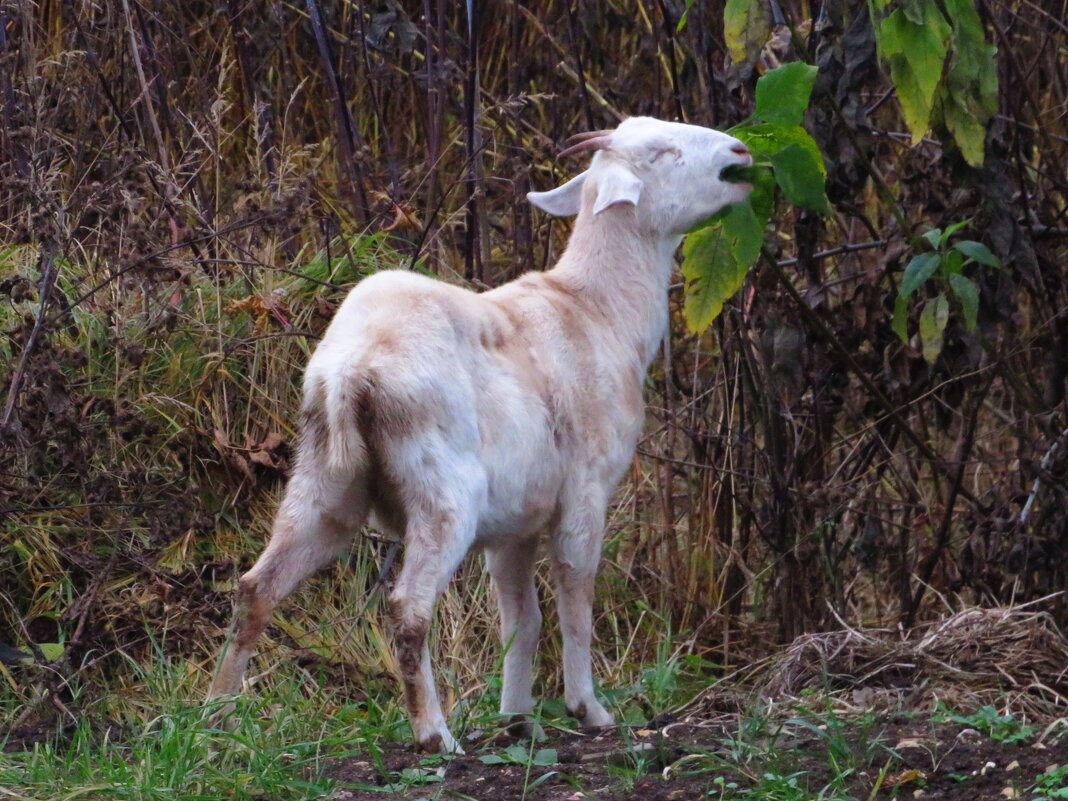 Поедает последнюю листву - Андрей Снегерёв