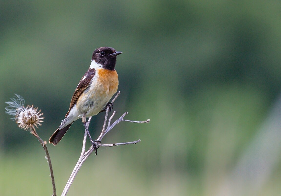 Красавчик. г. Миасс, поселок Селянкино. - Алексей Трухин