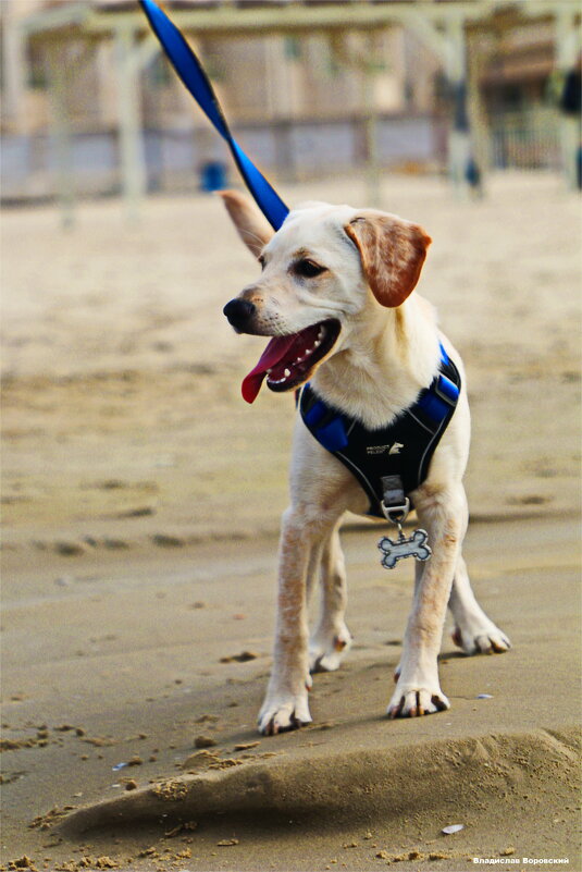 Моя любимая собака Хелли - Владислав Воровский 