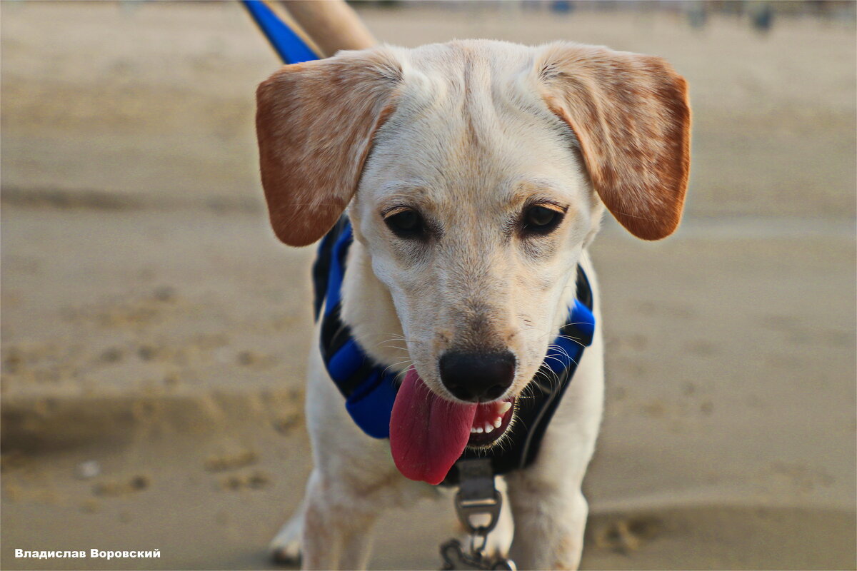 Моя любимая собака Хелли - Владислав Воровский 
