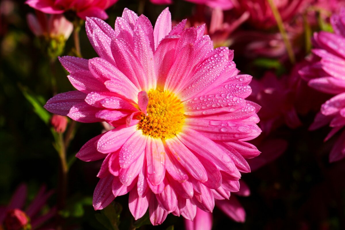 Доброе утро - Юрий. Шмаков Доброе утро - Юрий. Шмаков