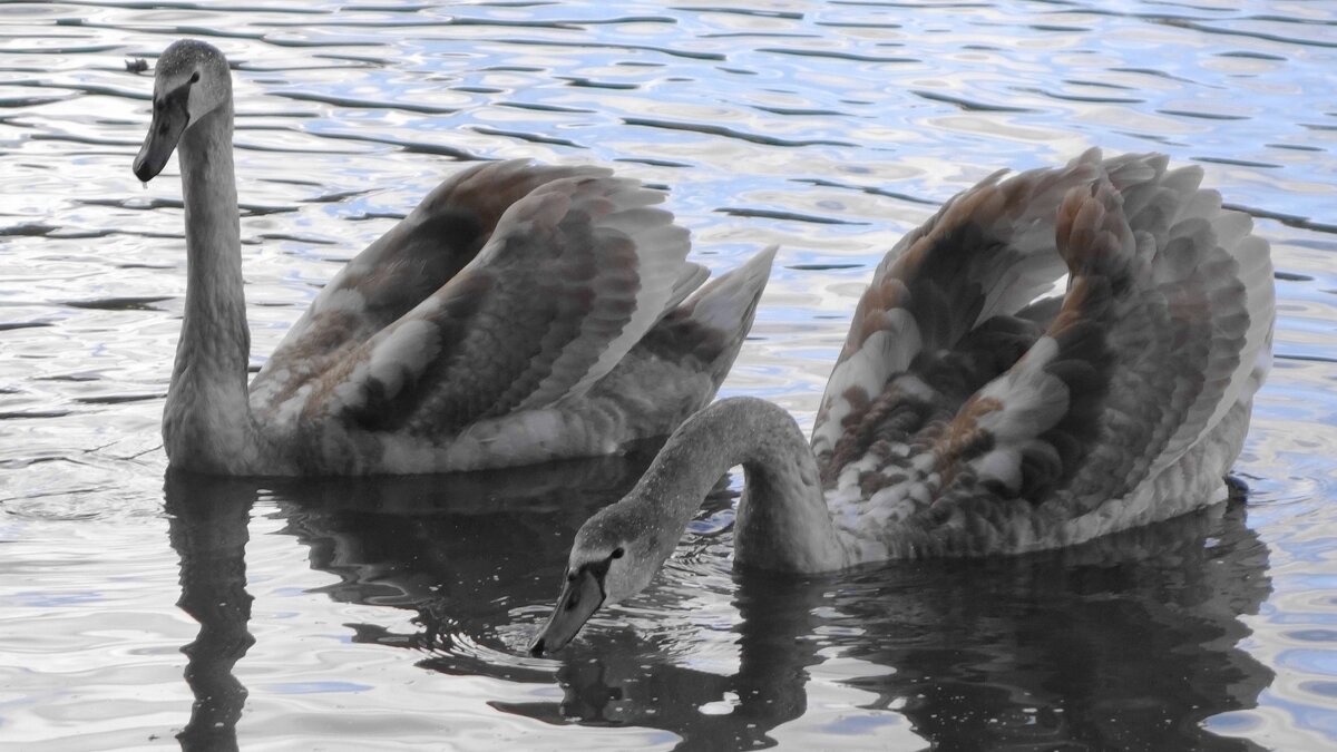 Лебединая молодежь - Рита Симонова