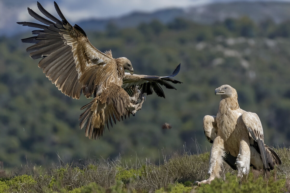 Атака! - Shmual & Vika Retro