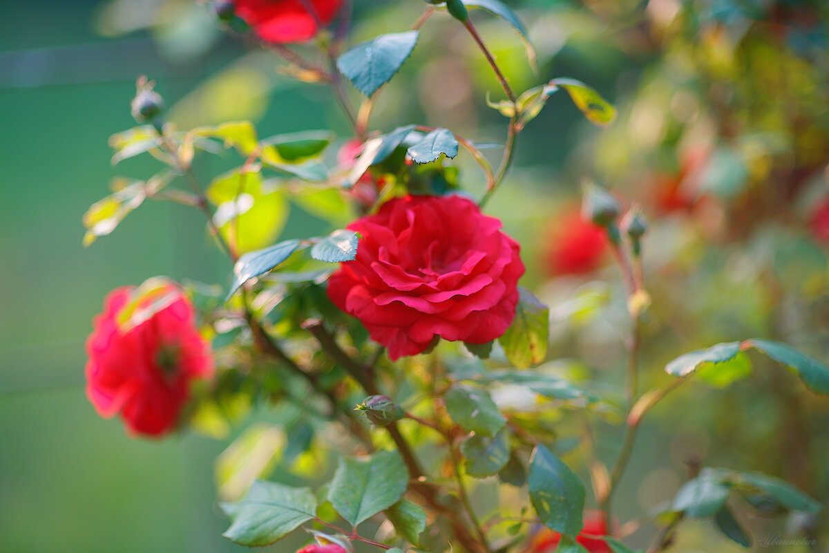 *** - Иваннович *