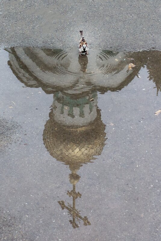 Воробей - Надежда 