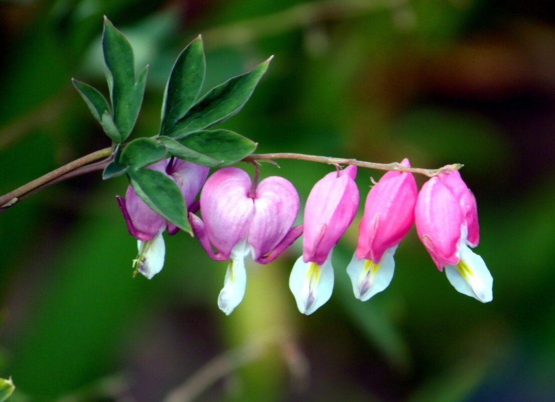 Разбитые сердца. - nadyasilyuk Вознюк