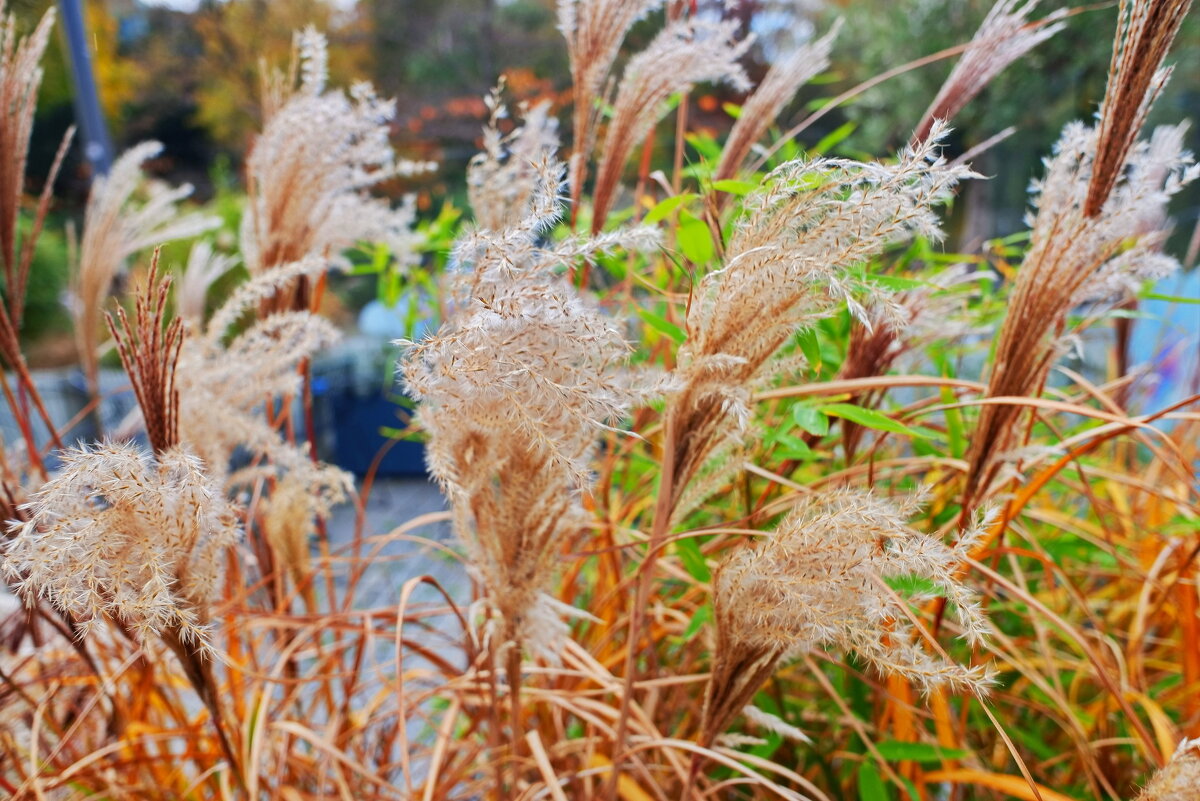 *** - Witalij Löwin